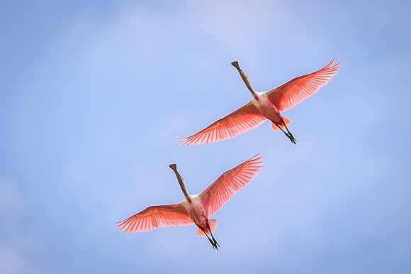 Roseate Spoonbill