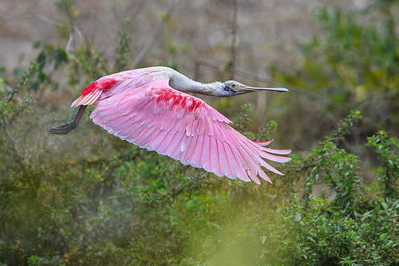 Roseate Spoonbill