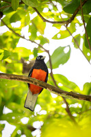 Baird’s Trogon