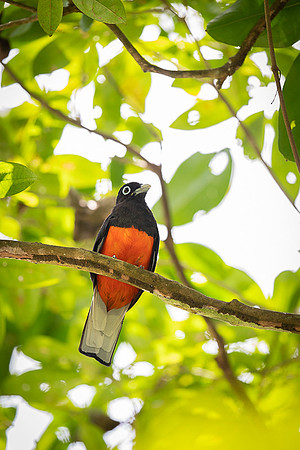 Baird’s Trogon