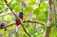 Baird’s Trogon