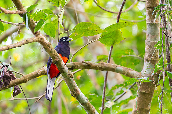 Baird’s Trogon