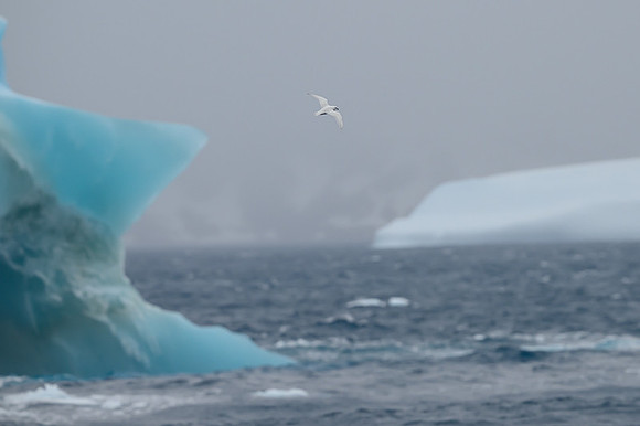 Snow Petrel