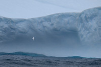 Snow Petrel