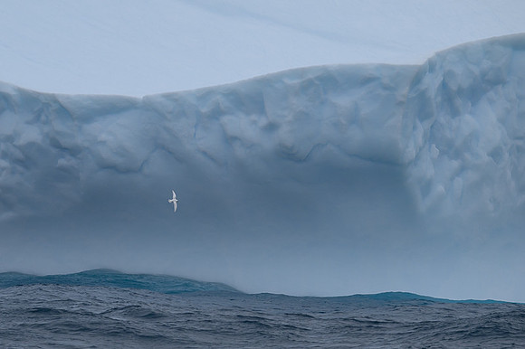 Snow Petrel