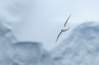 Snow Petrel