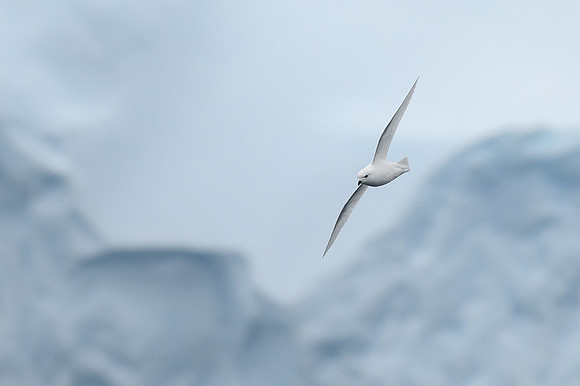 Snow Petrel