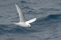 Snow Petrel