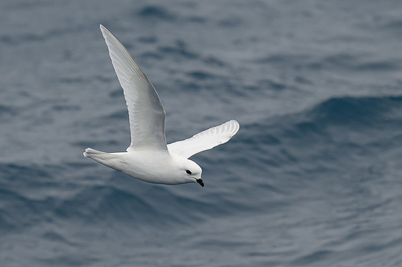 Snow Petrel