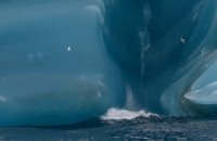 Snow Petrel