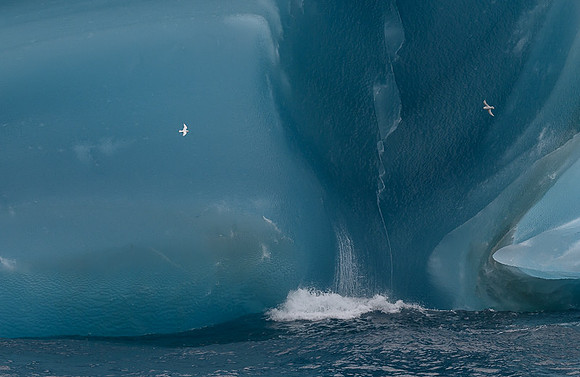 Snow Petrel