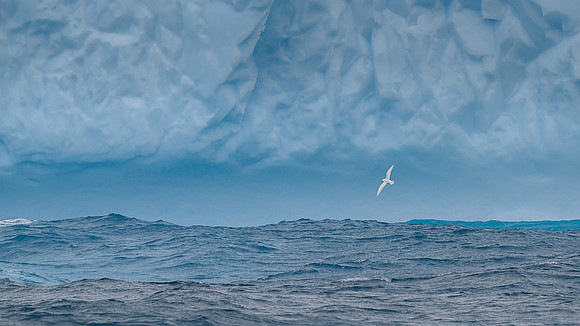 Snow Petrel