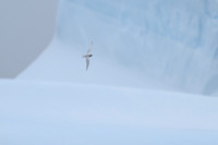 Snow Petrel