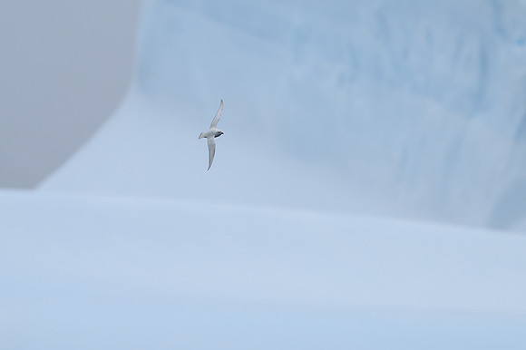 Snow Petrel