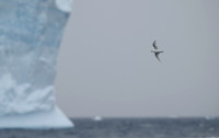 Snow Petrel