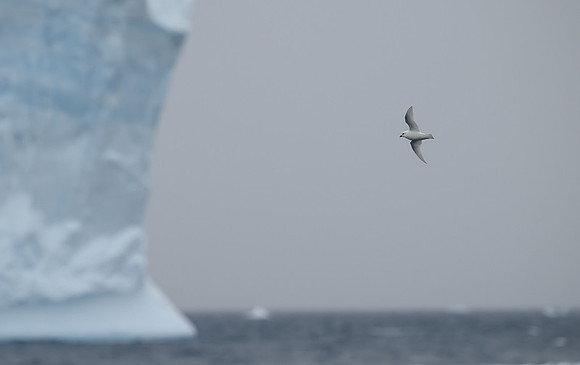 Snow Petrel