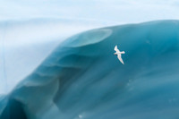 Snow Petrel