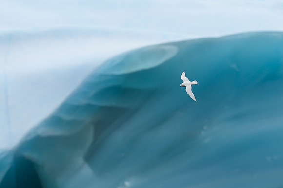 Snow Petrel