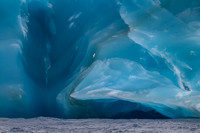 Snow Petrel