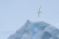 Snow Petrel
