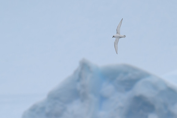 Snow Petrel