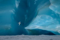 Snow Petrel