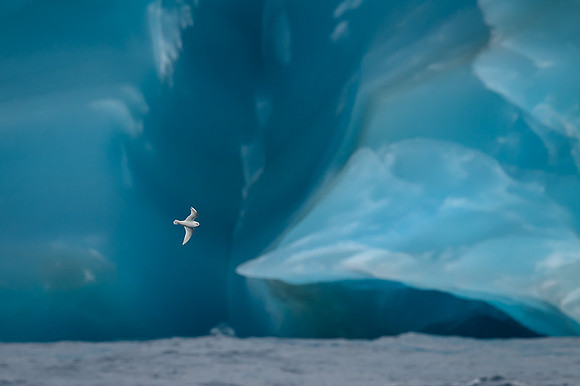 Snow Petrel