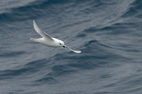 Snow Petrel