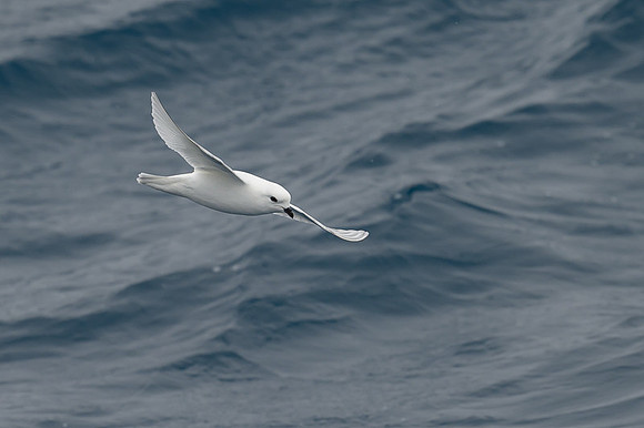 Snow Petrel