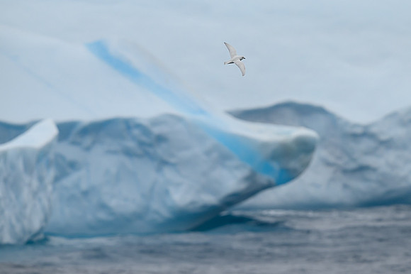Snow Petrel