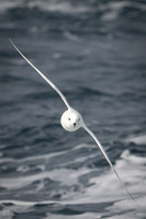 Snow Petrel