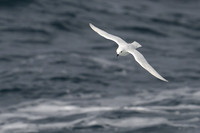 Snow Petrel