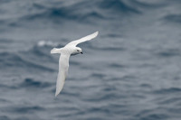 Snow Petrel