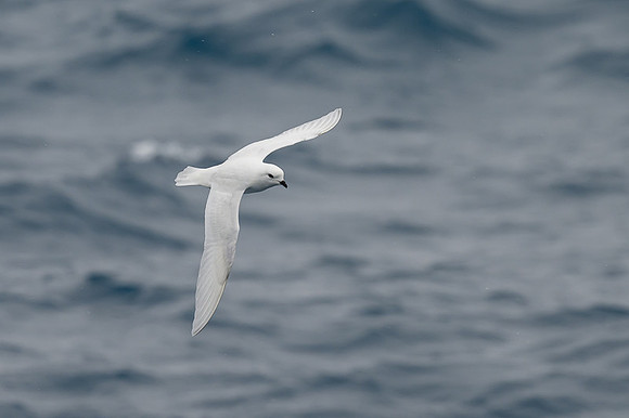Snow Petrel