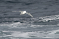 Snow Petrel