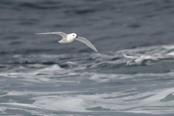 Snow Petrel
