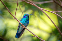 Green Violet-ear