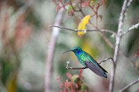 Green Violet-ear