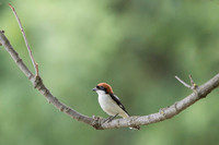Woodchat Shrike / Dzierzba rudogłowa