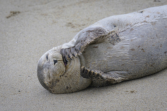 Harbor Seal