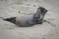 Harbor Seal