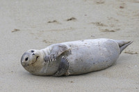 Harbor Seal
