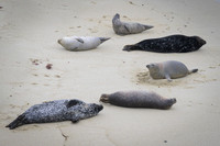 Harbor Seal