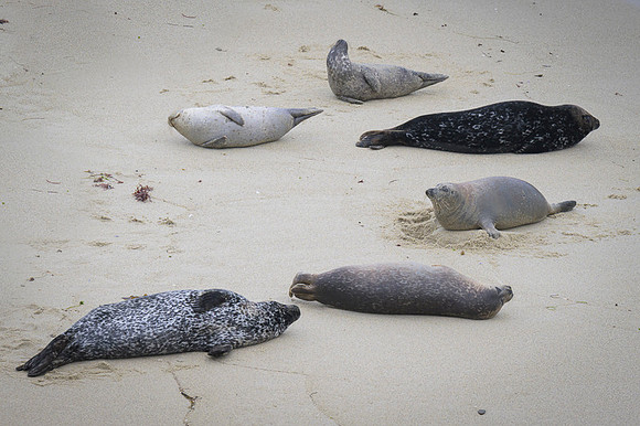 Harbor Seal