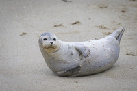 Harbor Seal