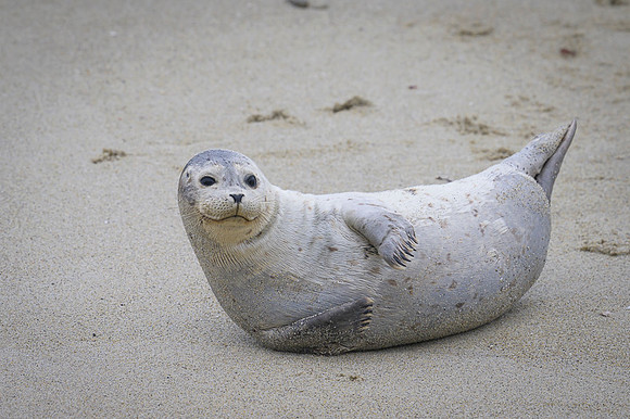 Harbor Seal