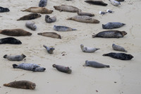Harbor Seal