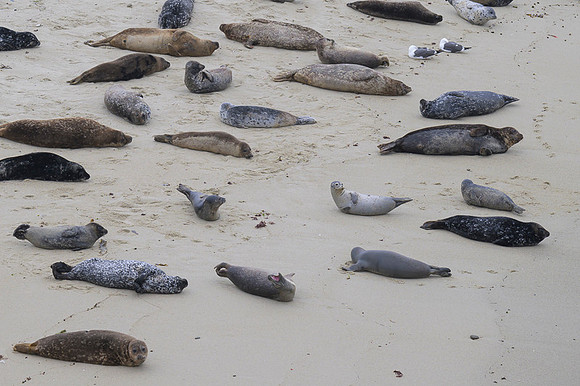 Harbor Seal