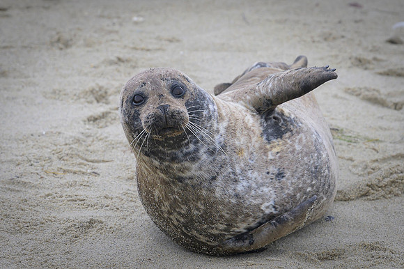 Harbor Seal