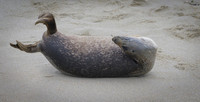 Harbor Seal